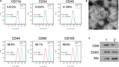 Exosomes of Human Umbilical Cord MSCs Protect Against Hypoxia/Reoxygenation-Induced Pyroptosis of Cardiomyocytes via the miRNA-100-5p/FOXO3/NLRP3 Pathway